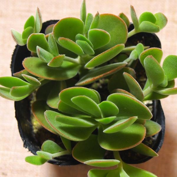 当店農園直送＞多肉植物ベンケイソウ科クラッスラ属ワテルメイエリー