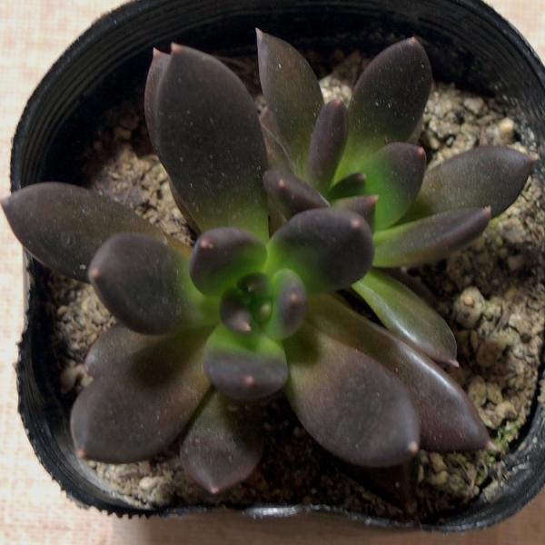 多肉植物 エケベリア属 くろすけ /【Buyee】 Buyee - Japanese 多肉植物 エケベリア属 くろすけ /【Buyee】 Buyee - Japanese