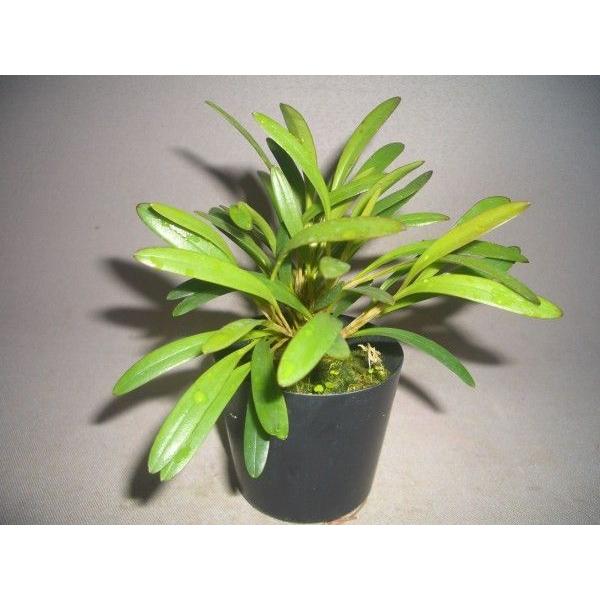 洋蘭Pleurothallis. costaricensis プレウロタリス. コスタリセンシス苗 /【Buyee】 Buyee - Japanese  Proxy Service | Buy from Japan!