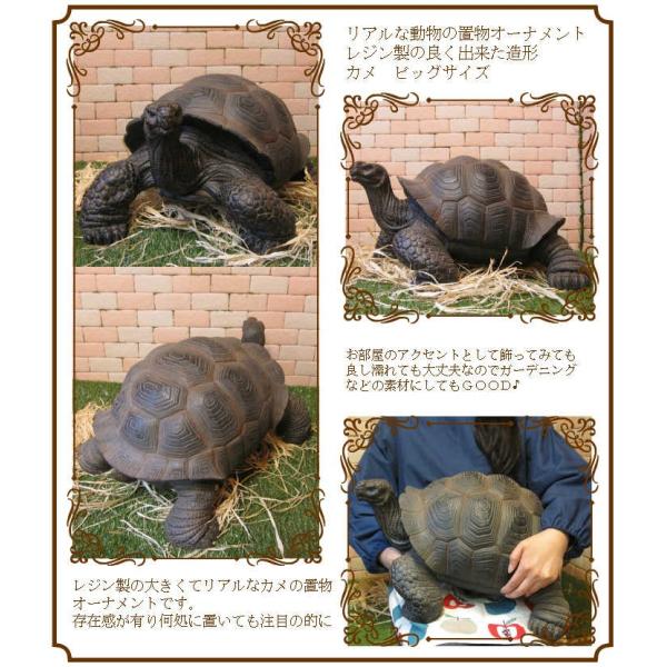 置物 動物 可愛い カメの置物 ビッグサイズ リアル ゾウガメ かめ